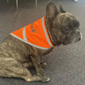 Fluorescent Orange Reflective Dog Bandana